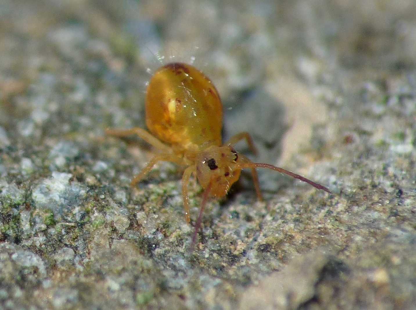 Collembolo pezzato Dicyrtomidae - Dicyrtoma fusca?